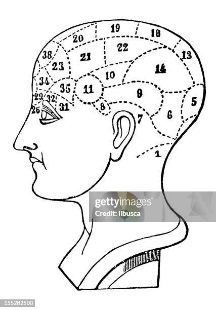 menschlicher kopf schädel phrenology arbeitszimmer - phrenologie stock-grafiken, -clipart, -cartoons und -symbole