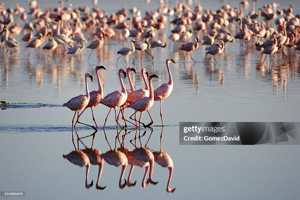 Flock of Wild Lesser Flamingos On Lake Nakuru