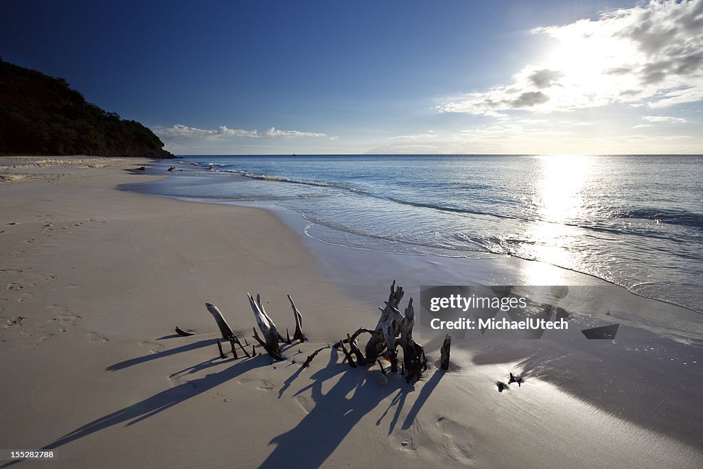 Plage des Caraïbes avec bois flotté et soleil