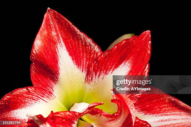 amaryllis &quot;pasadena&quot; on black background - hippeastrum picotee stock pictures, royalty-free photos & images