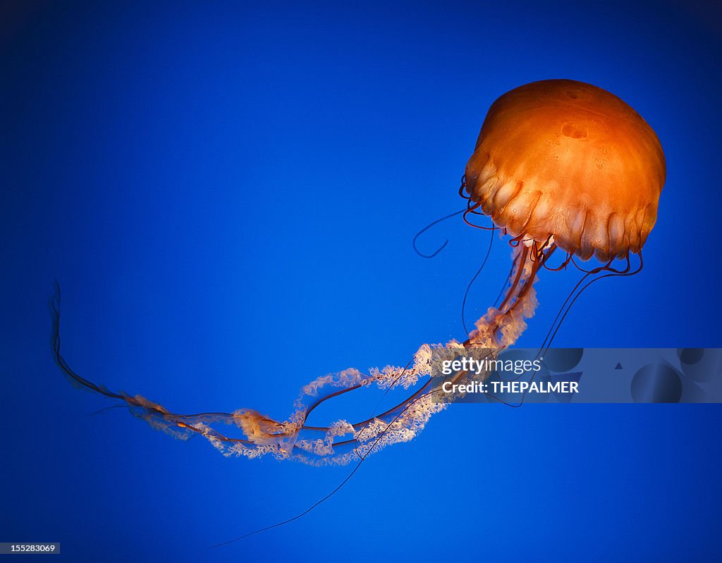 Sea Nettle  jellyfish