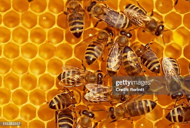 bees - bienenwabe stock-fotos und bilder