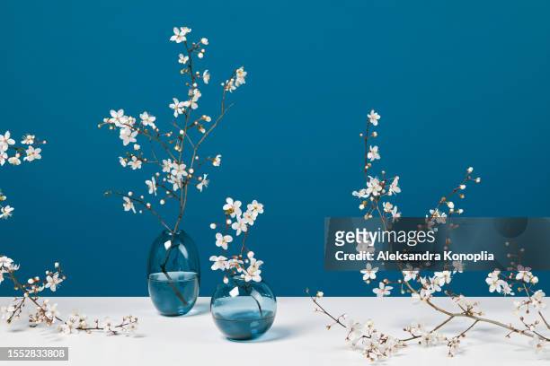 clean spring still life composition with apricot, plum, cherry blossom in vases, scene with flowering tree branches arrangement on white table with navy blue background - almond branch stock pictures, royalty-free photos & images