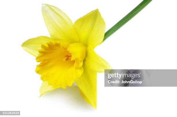 ダファデル - daffodil ス�トックフォトと画像