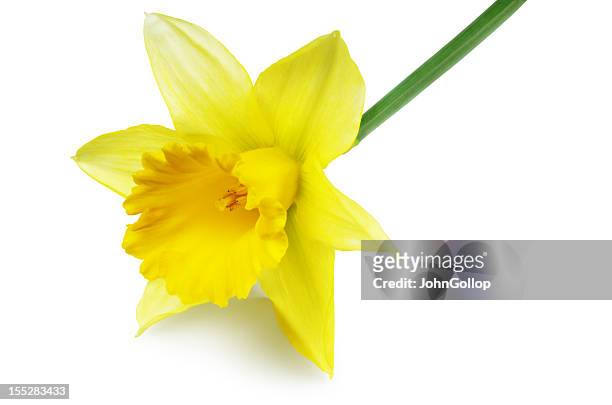 daffodil - narcissen stockfoto's en -beelden