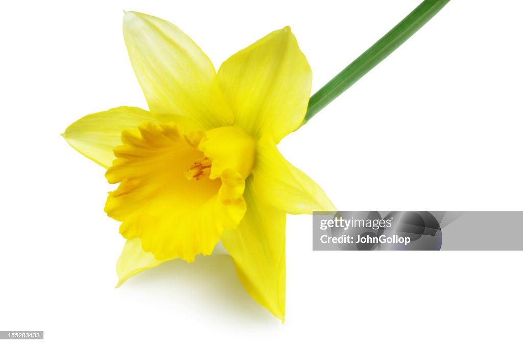 Daffodil