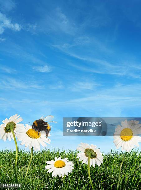 bumblebee pollinating daisy flowers - struikmargriet stockfoto's en -beelden