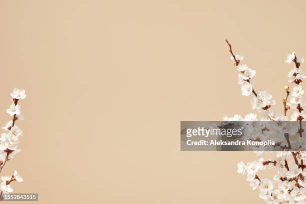 natural decorative spring floral background - easter apricot flowers,  blooming almond branches on pastel beige background with copy space. - almond branch fotografías e imágenes de stock