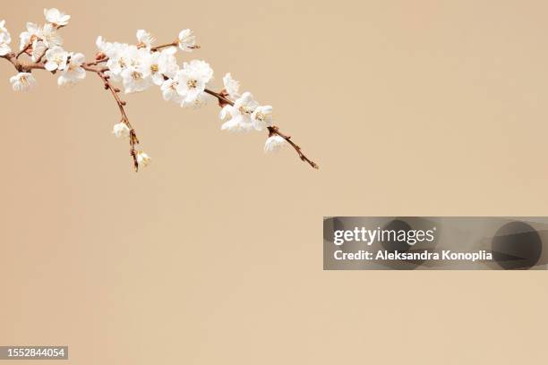 natural decorative spring floral background - easter apricot flowers,  blooming almond branches on pastel beige background with copy space. - almonds on white stock-fotos und bilder