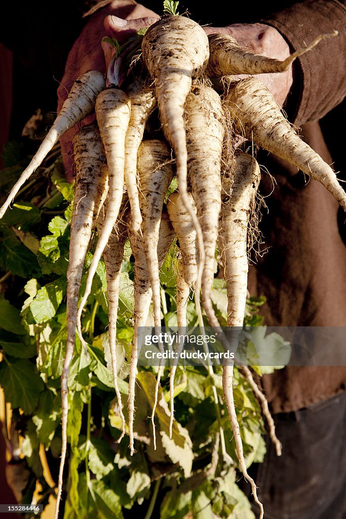 Farmer Holding Crop of Homegrown Parsnips