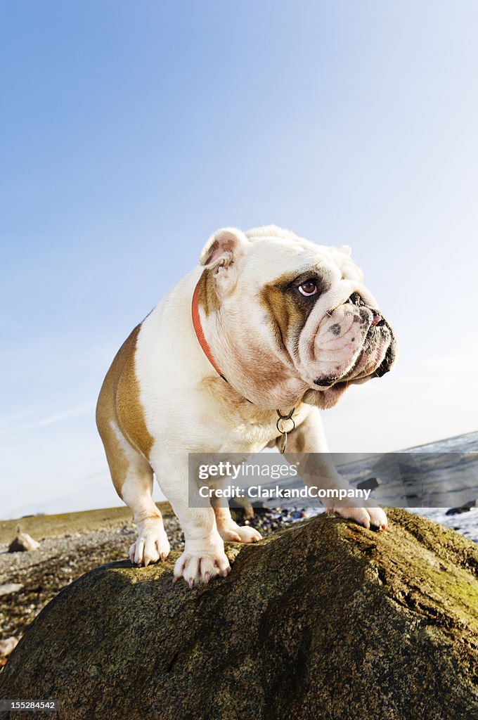 Bulldog inglese