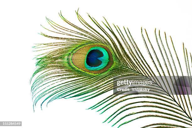 peacock feather - animal markings bildbanksfoton och bilder