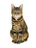 Portrait of a tabby cat on white background
