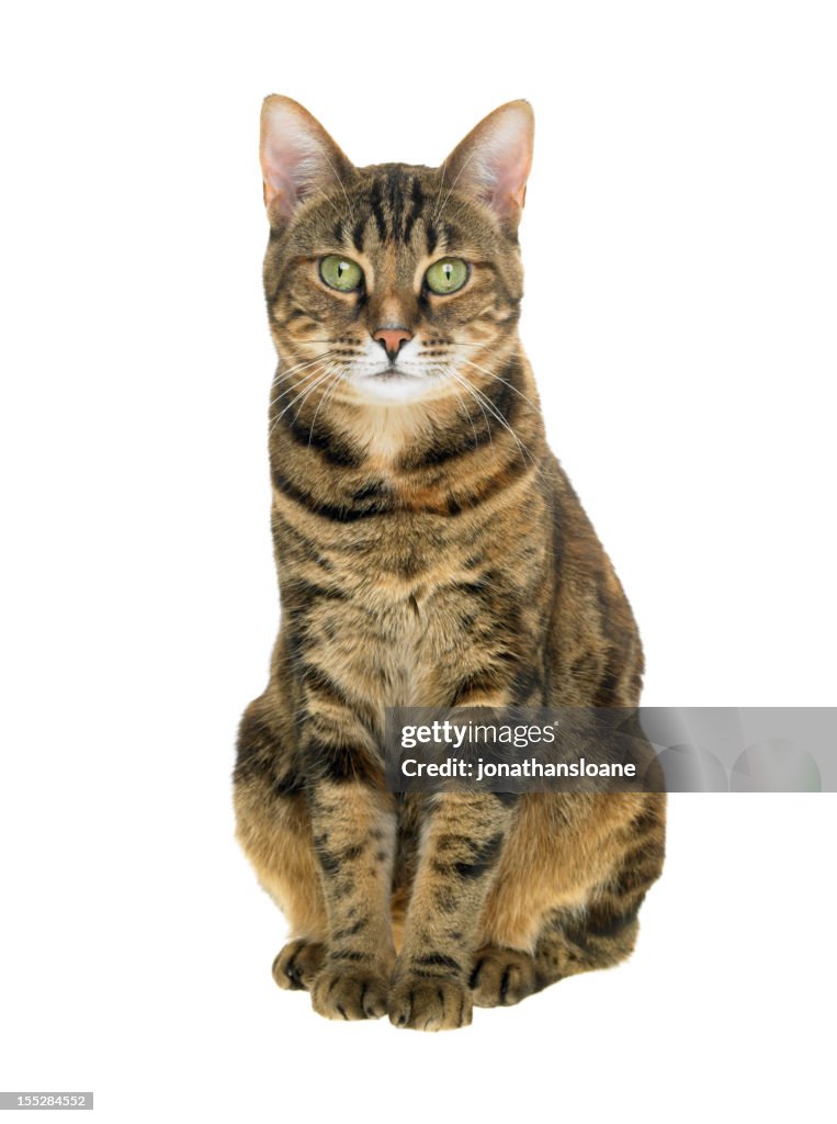 Portrait of a tabby cat on white background