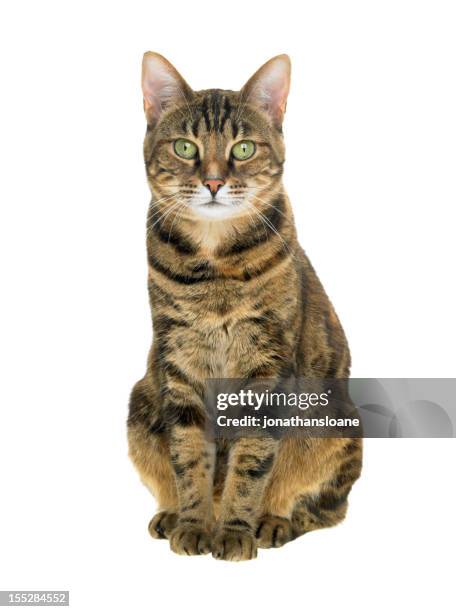 portrait of a tabby cat on white background - tabby cat stock pictures, royalty-free photos & images