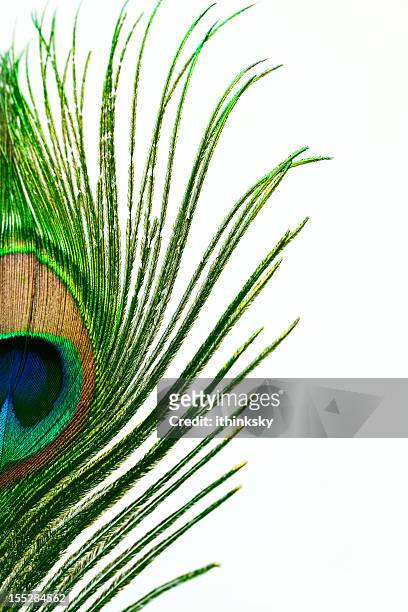 Peacock Feather High-Res Stock Photo - Getty Images