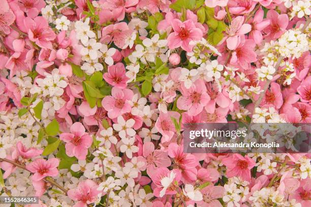 full frame spring flowers background texture - close up of pink and white peach, cherry and apricot flowers with green leaves. - fiore di pesco foto e immagini stock