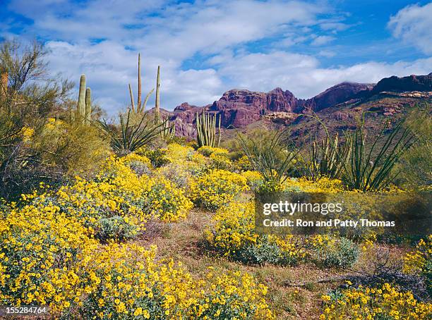 primavera in arizona - deserto del sonoran foto e immagini stock