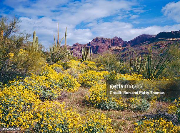 spring in arizona - phoenix arizona stockfoto's en -beelden
