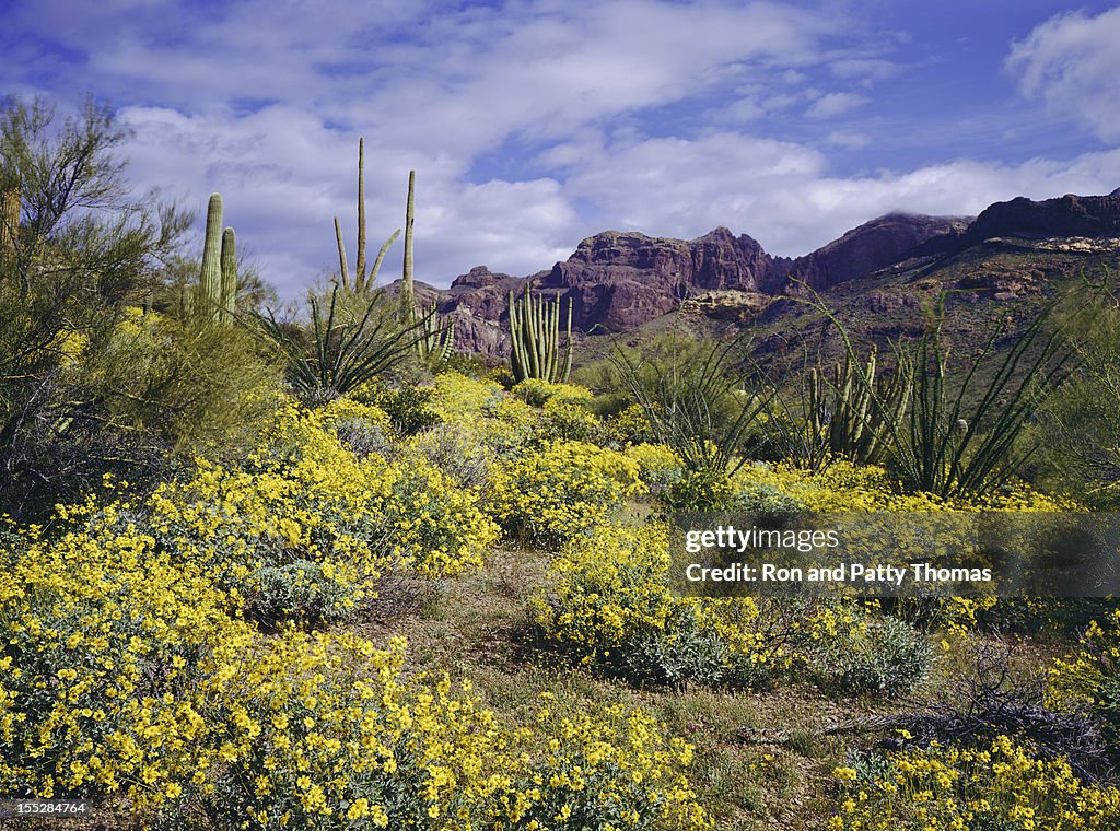 Spring in Arizona