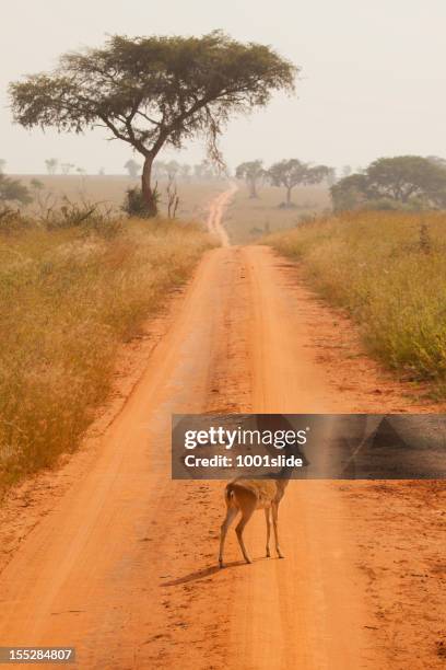 alone oribi (ourebia ourebi) walking at wild - oribi stock pictures, royalty-free photos & images