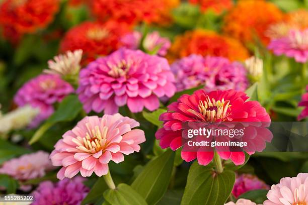 jardim colorido zinnias - zínia imagens e fotografias de stock