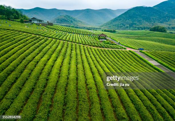 large tea trees have been planted on the hillside, and in the distance, farmers are picking tea leaves. wuxi city, jiangsu province, china. - grüner tee stock-fotos und bilder