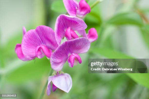 summer sweet erbsen - sweet peas stock-fotos und bilder