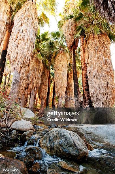 desert oasis near palm springs, california - palm springs california stock pictures, royalty-free photos & images