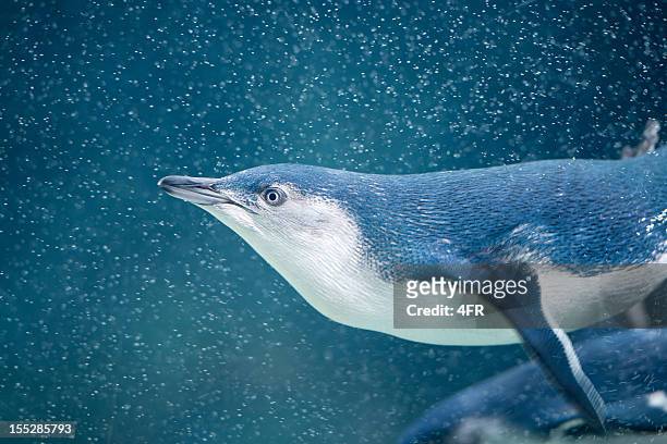 little penguins (eudyptula minor) playing in the waves, australia (xxxl) - smallest stock pictures, royalty-free photos & images