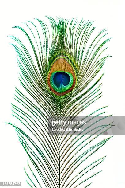 fotos e imágenes de Pluma De Pavo Real - Getty Images fotos e imágenes de Pluma De Pavo Real - Getty Images