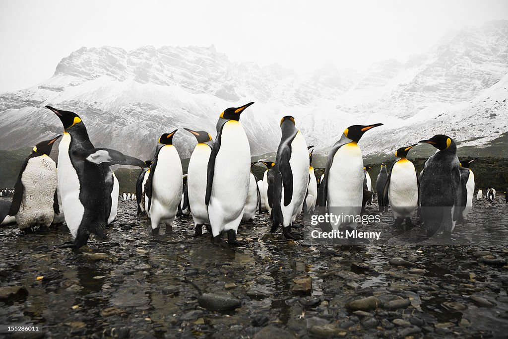 Antarktis King-Size-Bett South Georgia Polarkreises Penguins