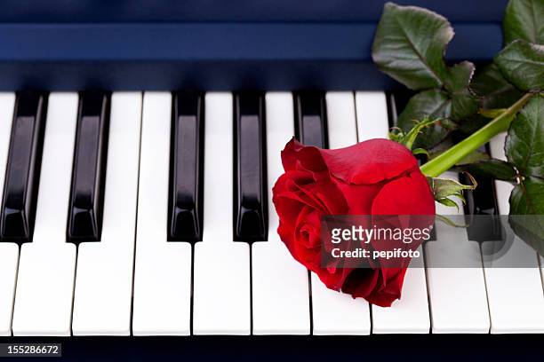 concepto de día de san valentín - piano rose fotografías e imágenes de stock