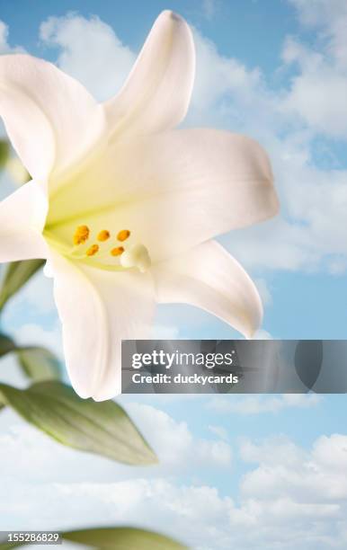 easter lily with sky and clouds - easter lily stock pictures, royalty-free photos & images