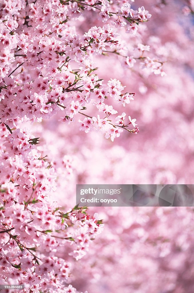 Rosa Kirschblüten