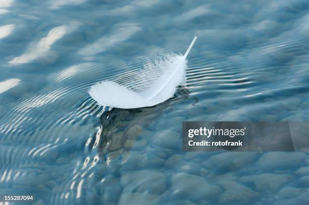 feder auf der oberfläche des wassers - feathers stock-fotos und bilder