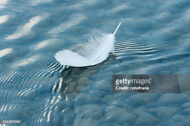 pluma en la superficie del agua - pluma de ave fotografías e imágenes de stock