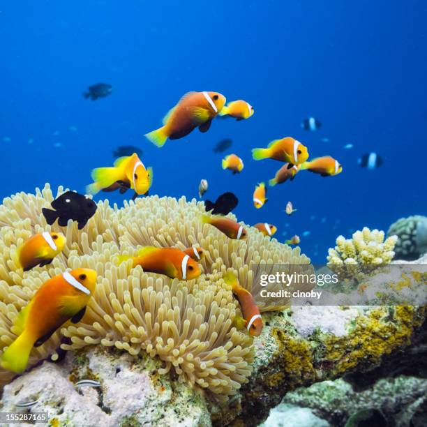 maldives anemonefish - amphiprion nigripes - indian ocean stock pictures, royalty-free photos & images