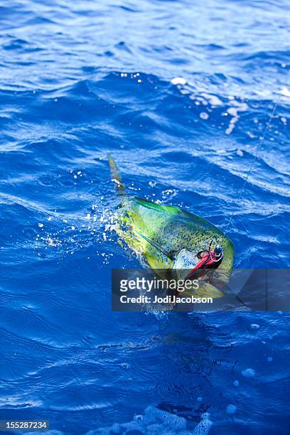 deportes: pez dorado en la línea - dolphin fish fotografías e imágenes de stock