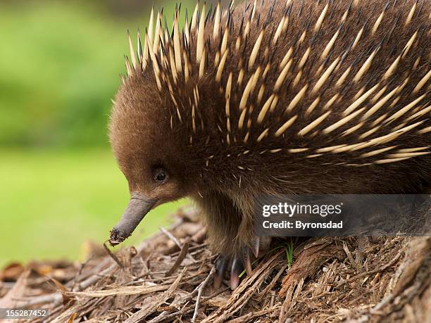 up close photo of australian echidna's face - spiny anteater stock pictures, royalty-free photos & images