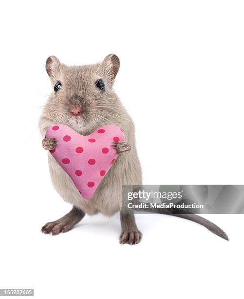 mouse holding a heart shaped cushion - love heart sweets stock pictures, royalty-free photos & images