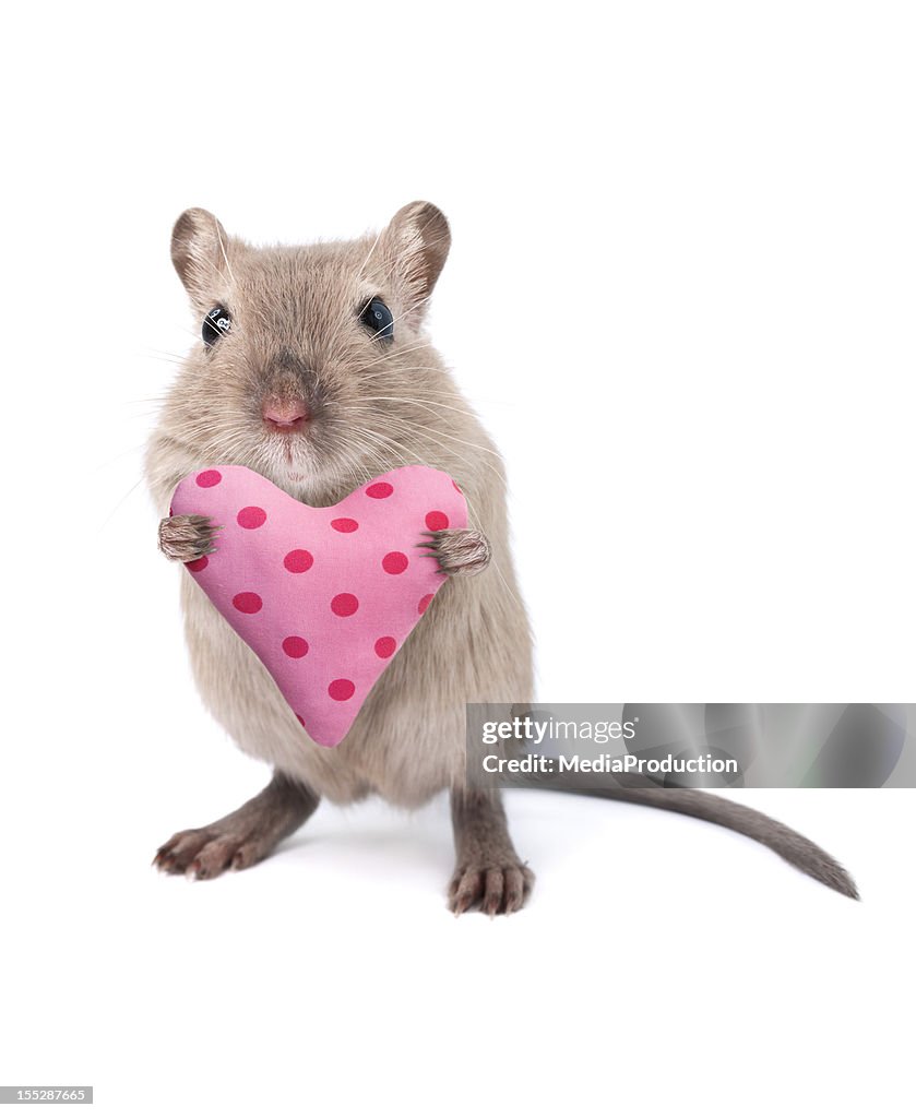 Rato segurando uma almofada em forma de coração