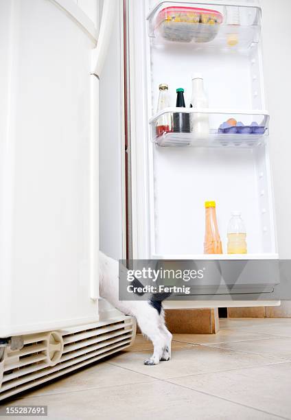 fridge raid - wagging tail stock pictures, royalty-free photos & images