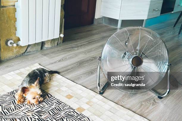 dog lying next to an electric fan - dog heatwave stock pictures, royalty-free photos & images