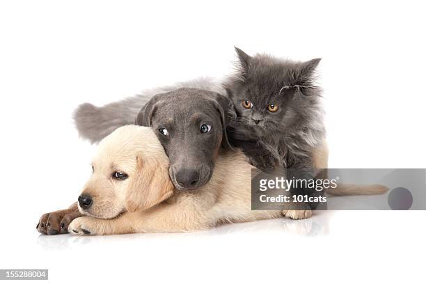 time to play - cute puppies and kittens stock pictures, royalty-free photos & images