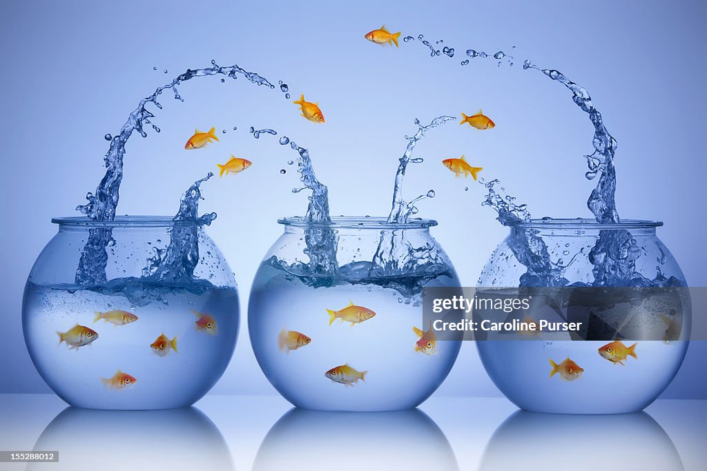 Goldfish jumping from three different bowls