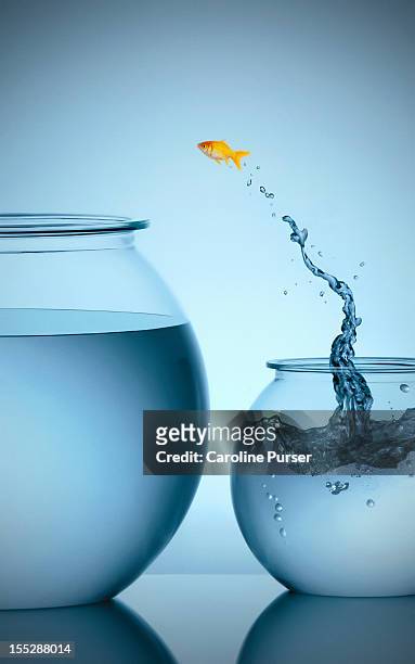 goldfish jumping from small bowl into big bowl - gelegenheit stock-fotos und bilder