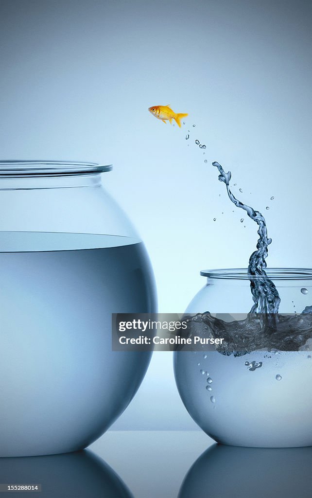 Goldfish jumping from small bowl into big bowl