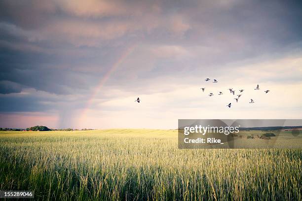 vehemente día - landscap with rainbow fotografías e imágenes de stock