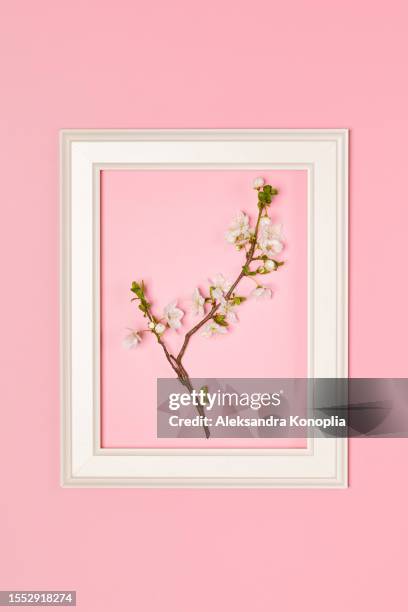 creative layout made with apricot flowering branch and white picture frame on pastel pink background. top view, flat lay, copy space. - flower birthday card stock pictures, royalty-free photos & images